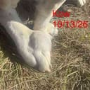 Kow photo
