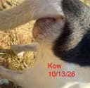 Kow photo