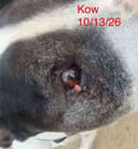 Kow photo