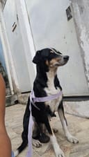 Abandoned dog needs tumor removal surgery photo
