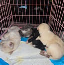 The Lucky Quartet photo