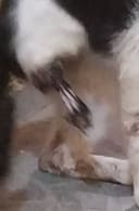 Street cat needs amputation surgery photo