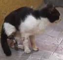 Street cat needs amputation surgery photo