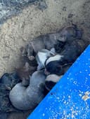 Mom, Dad, and Puppies photo