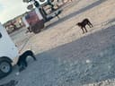 Mom, Dad, and Puppies photo