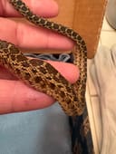 Slinky photo