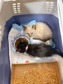 130 Cats Fill Their Bellies photo