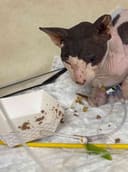 130 Cats Fill Their Bellies photo