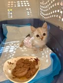 130 Cats Fill Their Bellies photo