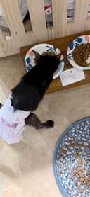 130 Cats Fill Their Bellies photo