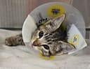 130 Cats Fill Their Bellies photo