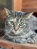 130 Cats Fill Their Bellies photo