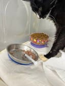 130 Cats Fill Their Bellies photo