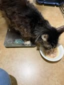 130 Cats Fill Their Bellies photo
