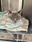 130 Cats Fill Their Bellies photo