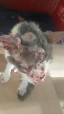 Help street cat with cancer treatments photo
