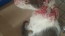 Help street cat with cancer treatments photo