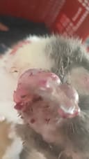 Help street cat with cancer treatments photo