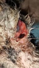 Street dog needs medicine photo