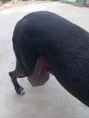 Street dog with giant tumor needs surgery photo
