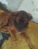 Abandoned with distemper needs rescue photo