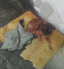Abandoned with distemper needs rescue photo