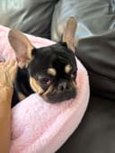Princess Tater Tot photo
