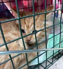 These 30+ Cats & Kittens photo