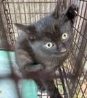 These 30+ Cats & Kittens photo