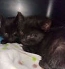 These 30+ Cats & Kittens photo