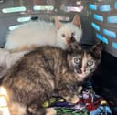 These 30+ Cats & Kittens photo