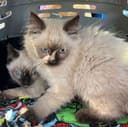 These 30+ Cats & Kittens photo