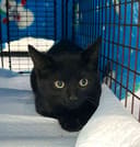 These 30+ Cats & Kittens photo