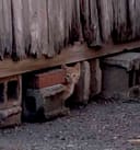 These 30+ Cats & Kittens photo