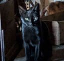 These 30+ Cats & Kittens photo