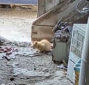 These 30+ Cats & Kittens photo