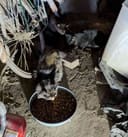 These 30+ Cats & Kittens photo