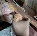 These 30+ Cats & Kittens photo