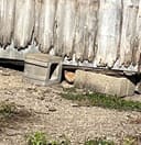 These 30+ Cats & Kittens photo