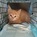 These 30+ Cats & Kittens photo