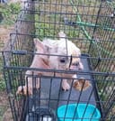 This Abandoned Pup photo