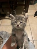These 5 Newborn Kittens photo