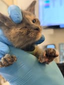 These 5 Newborn Kittens photo