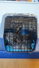 These 5 Newborn Kittens photo