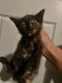 These 5 Newborn Kittens photo