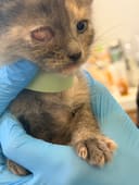 These 5 Newborn Kittens photo
