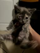 These 5 Newborn Kittens photo
