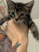 These 5 Newborn Kittens photo