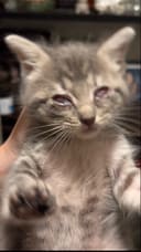 These 5 Newborn Kittens photo