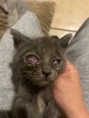 These 5 Newborn Kittens photo